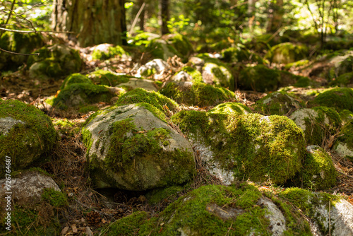 Beautiful Bright Green moss grown up cover the rough stones and on the floor in the forest. Shallow depth of fields.