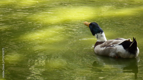 Duck swimming in the lake photo