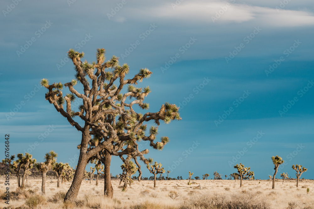 Obraz premium Yucca brevifolia (also known as the Joshua tree, yucca palm, tree yucca, and palm tree yucca) is a plant species belonging to the genus Yucca.