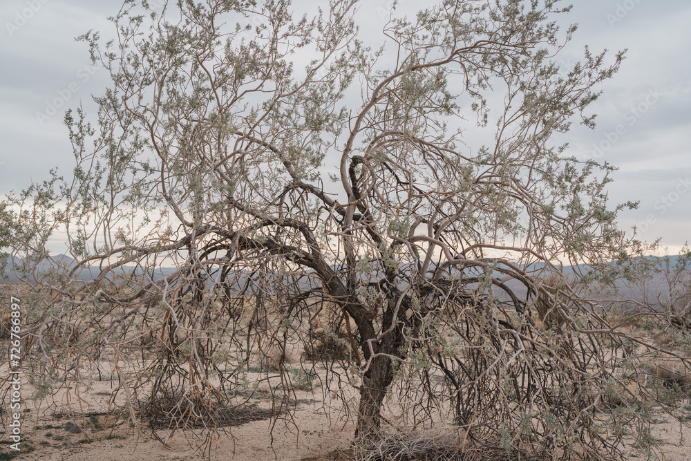 Olneya tesota is a perennial flowering tree of the family Fabaceae