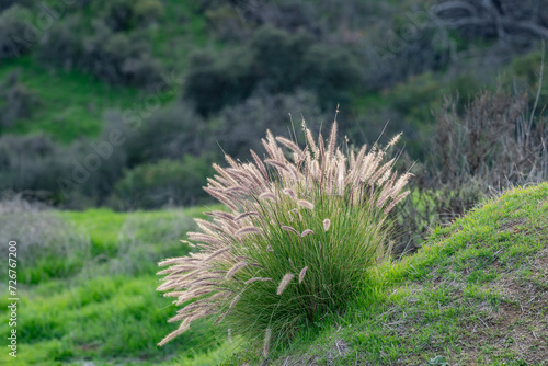 Cenchrus setaceus, commonly known as crimson fountaingrass, is a C4 perennial bunch grass that is native to open, Griffith Park, Los Angeles California