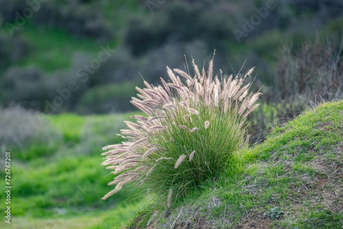 Cenchrus setaceus, commonly known as crimson fountaingrass, is a C4 perennial bunch grass that is native to open, Griffith Park, Los Angeles California