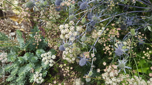 Walzenwolfsmilch Euphorbia myrsinites, blaue Distel Mannstreu Eryngium planum und weißer Doldenblütler Peucedanum cervaria wachsen und blühen im trockenen sonnigen Staudenbeet photo