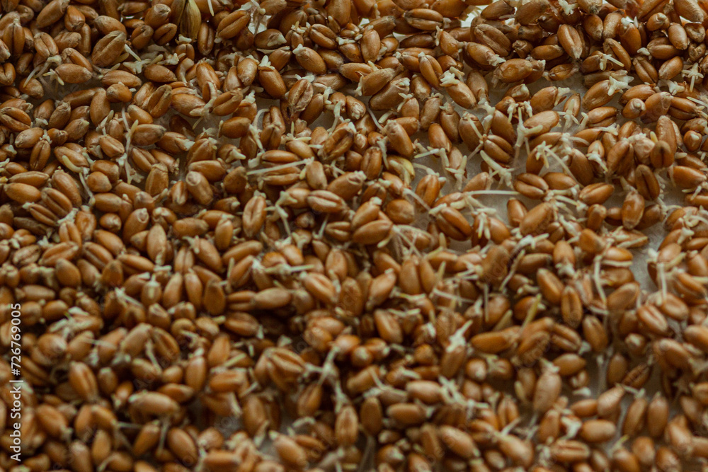 Germinated wheat grains decomposed in hydroponics Germinated wheat grains decomposed in hydroponics