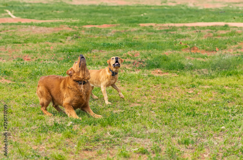 Duet of Barks in the Field © juanjo