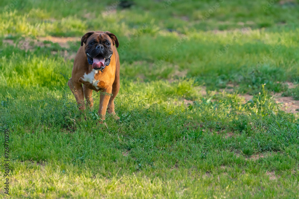 Focused Fetch in the Field