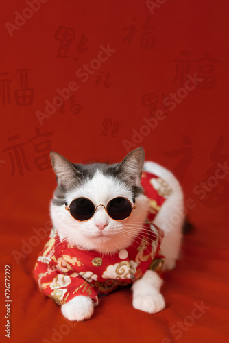 Lunar New Year cat