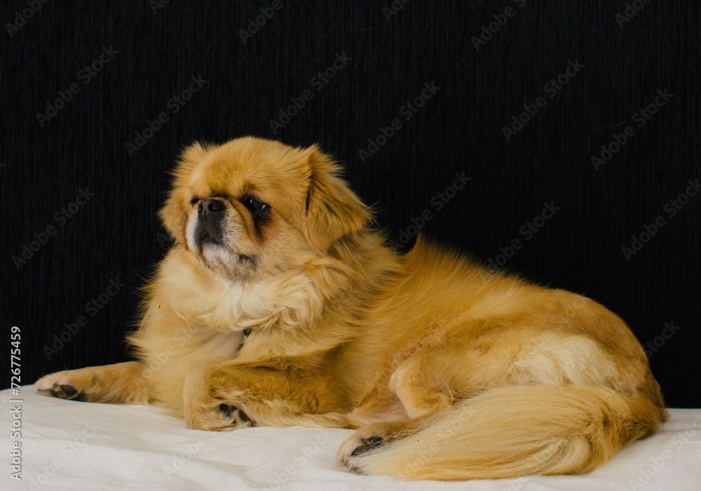 Tibetan Spaniel