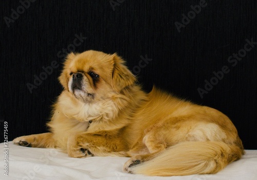 Obraz na płótnie Tibetan Spaniel w salonie