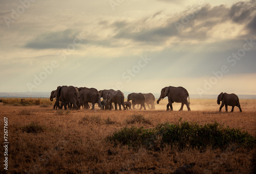 Elephants running in the sunset with sun shining thru the clowds photo