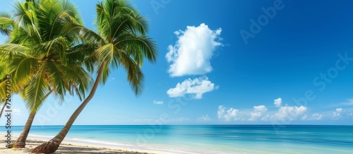 Tropical seaside with palm trees and blue sky in summer. © AkuAku