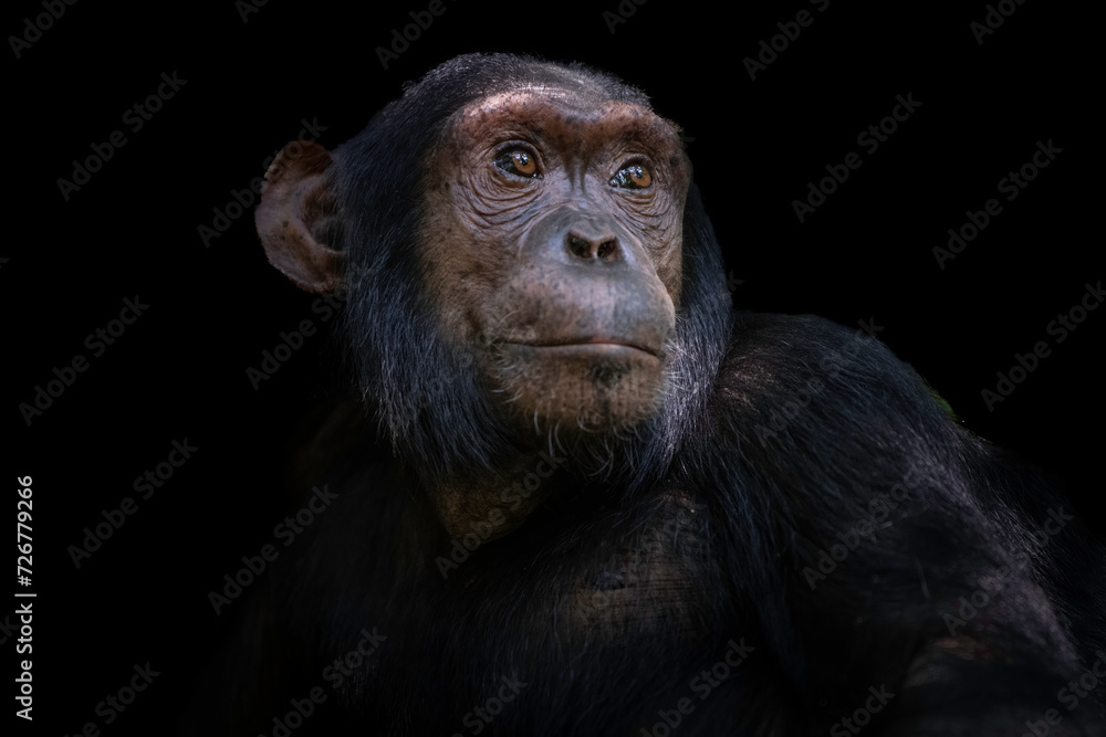 Obraz premium Chimpanzee (Pan troglodytes), Kibble National Park, Uganda, Africa