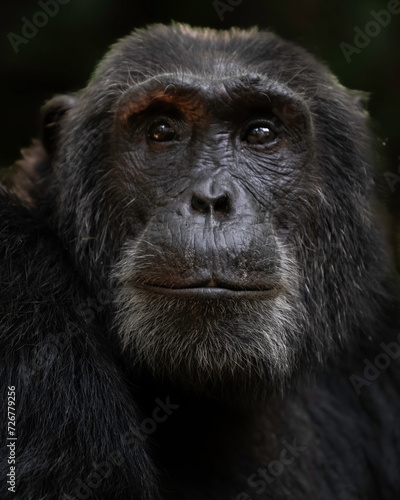 Chimpanzee (Pan troglodytes), Kibble National Park, Uganda, Africa