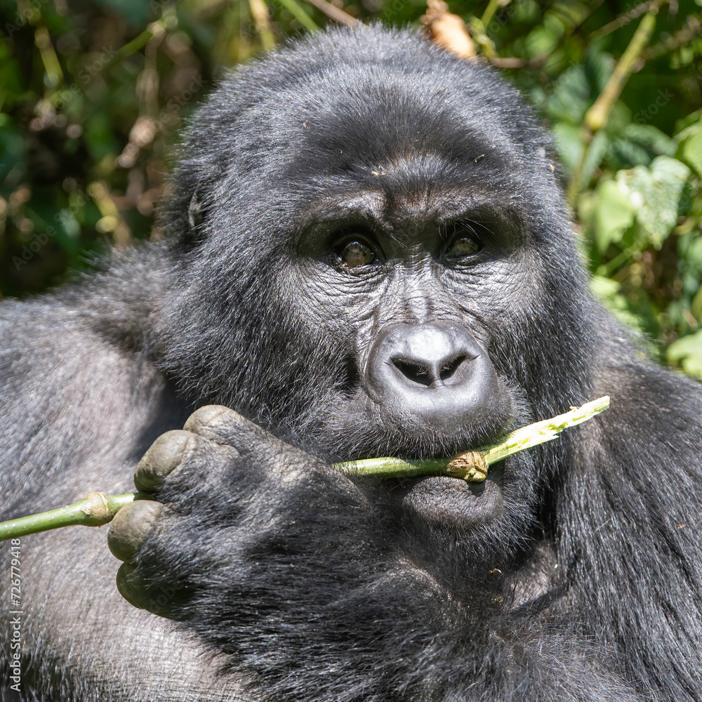 Mountain Gorilla (Gorilla beringei), Bwindi Impenetrable Forest, Uganda, Africa Mountain Gorilla (Gorilla beringei), Bwindi Impenetrable Forest, Uganda, Africa