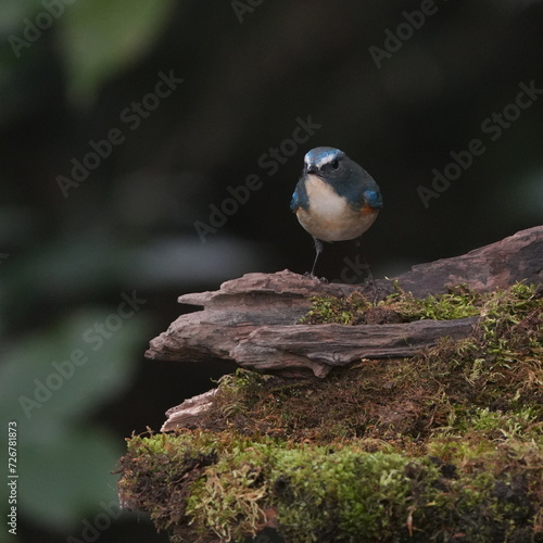 red flanked blue tail in a field