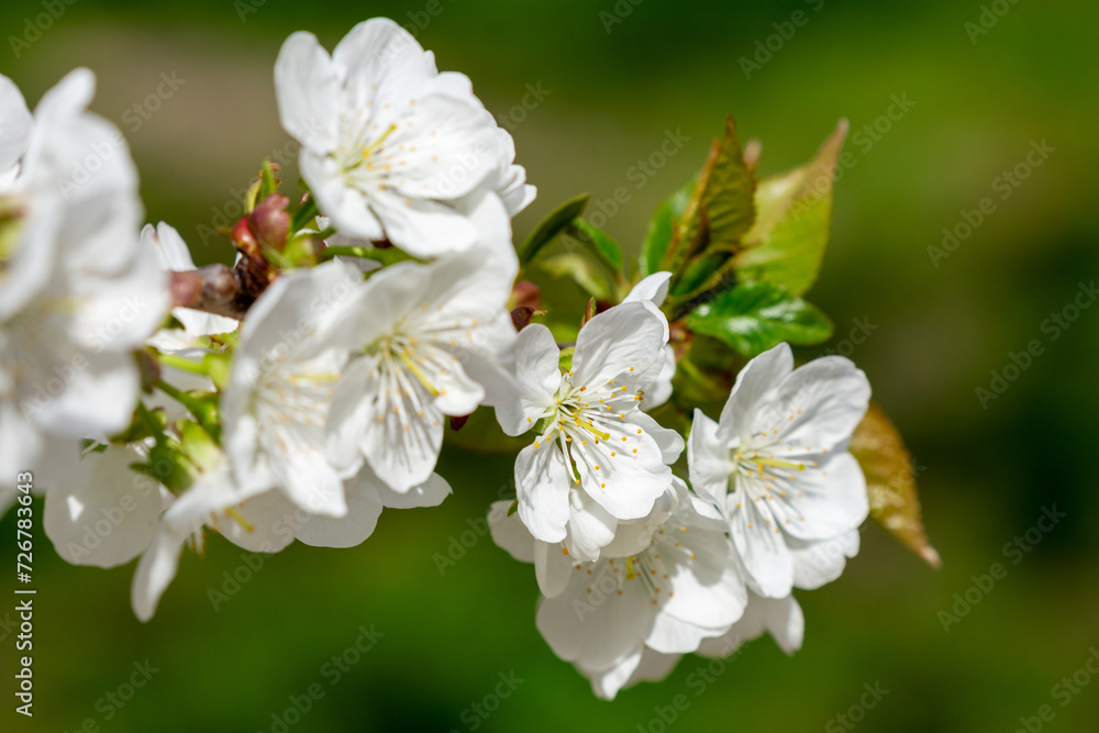 Branch of cherry tree covered with many white flowers Branch of cherry tree covered with many white flowers