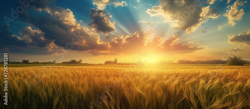 Rural landscape featuring a wheat field beneath a stunning summer sky adorned with clouds.