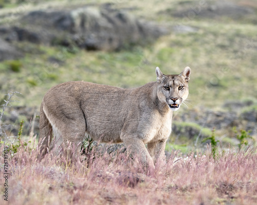 Puma (P concolor) of Torres del Paine, Patagonia, Chile