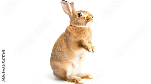 Photo portrait of a bunny or rabbit on a white background for digital printing wallpaper, custom design  © HM Design