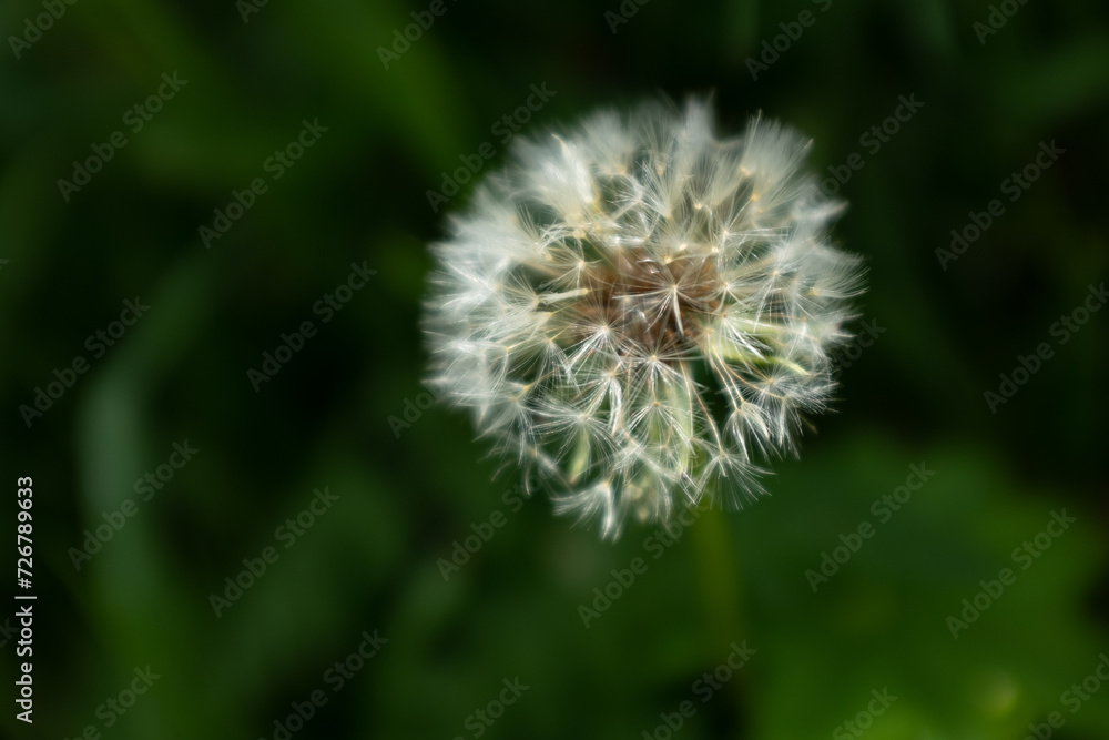 One fluffy dandelion on a green blurred background, side view. A large blowball on the bon for publication, poster, calendar, post, screensaver, wallpaper, postcard, cover. High quality photo One fluffy dandelion on a green blurred background, side view. A large blowball on the bon for publication, poster, calendar, post, screensaver, wallpaper, postcard, cover. High quality photo