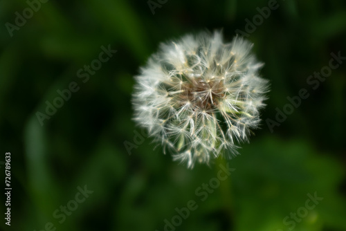 One fluffy dandelion on a green blurred background  side view. A large blowball on the bon for publication  poster  calendar  post  screensaver  wallpaper  postcard  cover. High quality photo