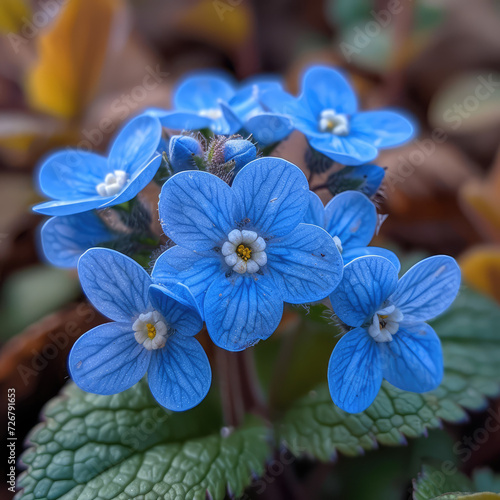 Mesmerizing Forget-Me-Not in Cottage Garden