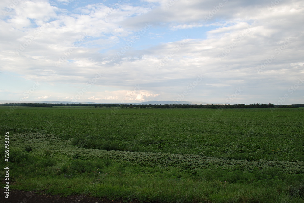 Wide field with grass. North Caucasus farmer's field from which the harvest was harvested and fresh green grass grew on the field. Above the field there are white-gray clouds and a blue sky.
