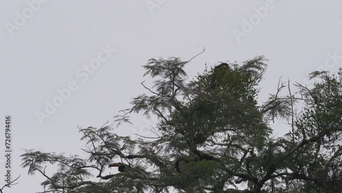 Flock of Toco Toucans sitting in tropical trees. photo