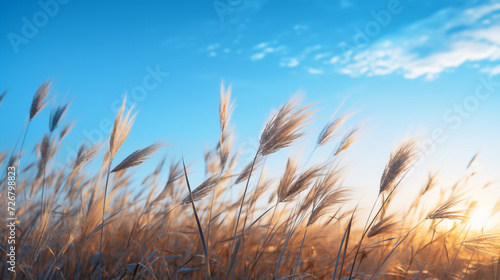 Golden wheat field with blue sky and white fluffy clouds