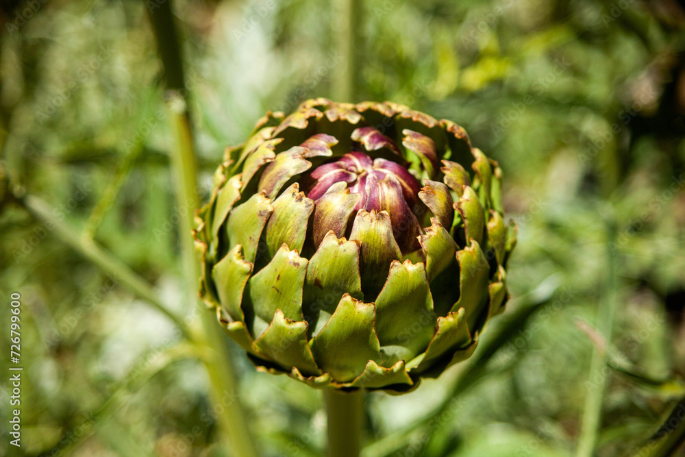 Fototapeta premium Serene artichoke plantation with lush greenery, a picturesque view of agriculture in harmony with nature's palette.