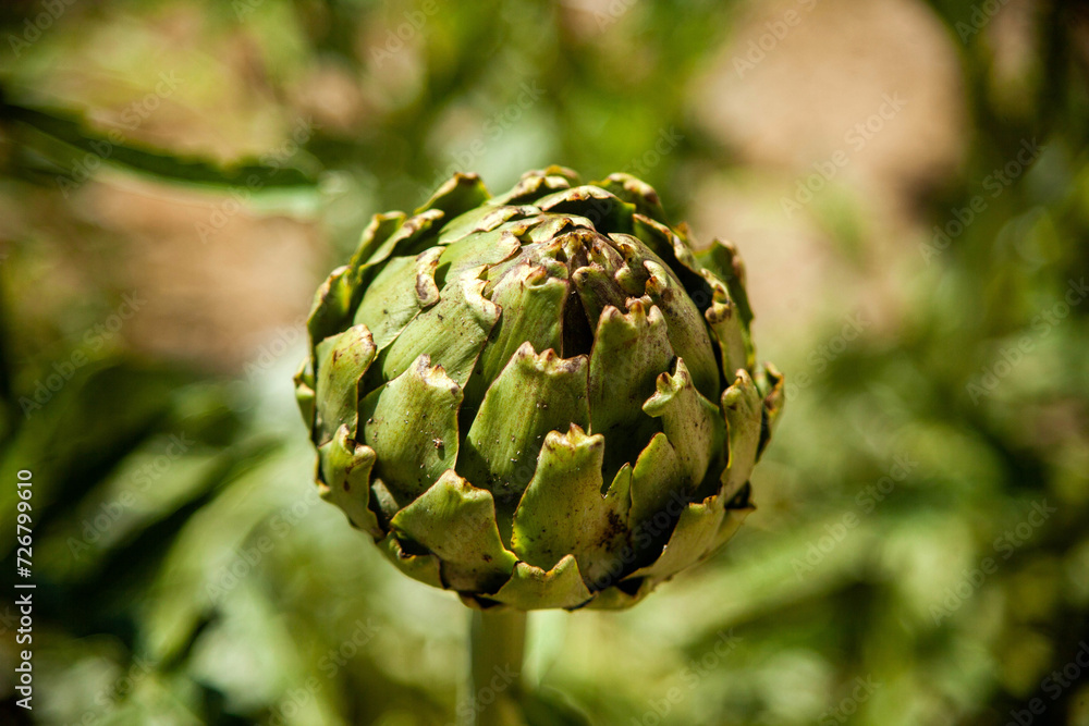 Fototapeta premium Serene artichoke plantation with lush greenery, a picturesque view of agriculture in harmony with nature's palette.