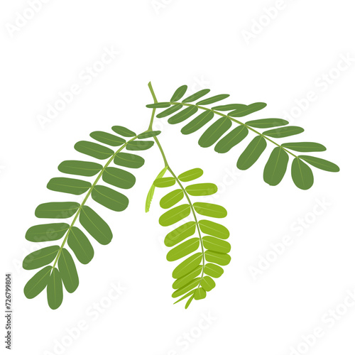 Vector illustration, tamarind leaves, scientific name Tamarindus indica, isolated on white background.