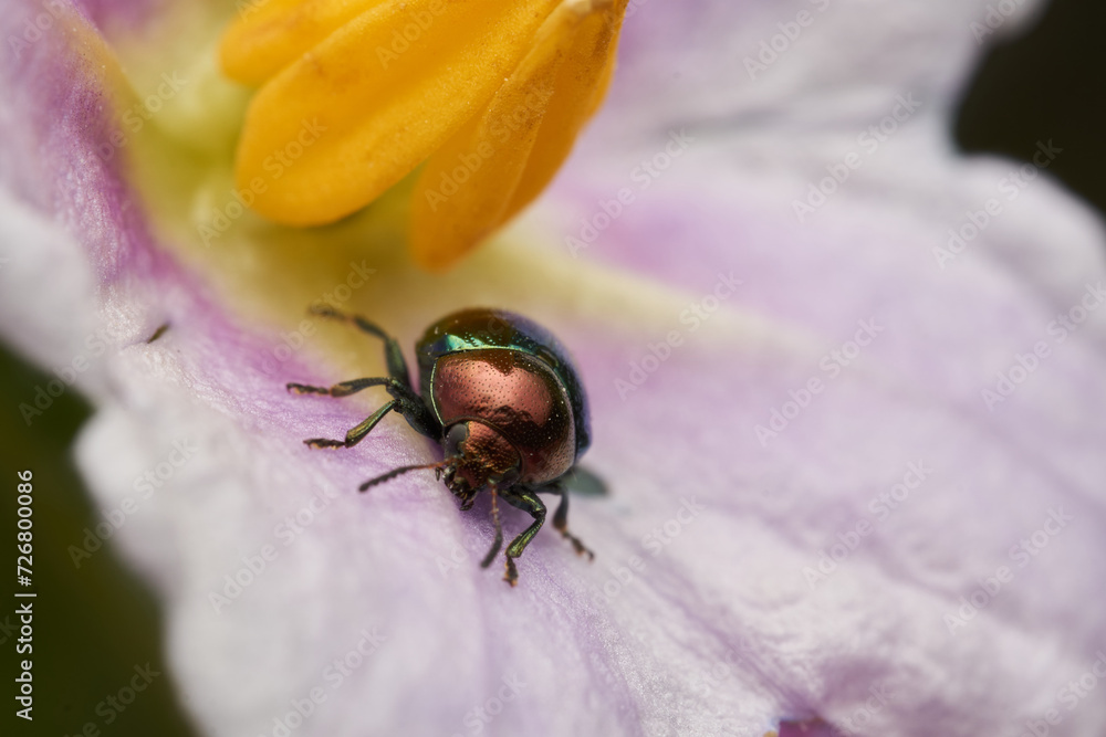A metallic beetle standing on a purple Chrysomelidae flower A metallic beetle standing on a purple Chrysomelidae flower