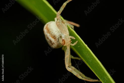 Details of a white crab spider perched on green grass
