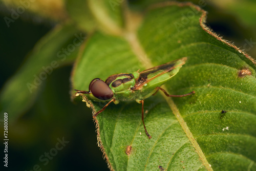 Green soldier fly perched on a leaf Hedriodiscus Pulcher photo