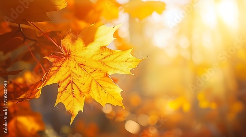 Autumn yellow leaf closeup. Bright orange tree change. Blur bokeh on background. Golden color in park Light sunny warm october day. Red leaves in garden Sun in blue sky. Fall nature wo   Generative AI