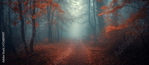 Enigmatic trail through a dark, foggy autumn forest.