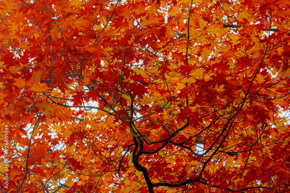 Autumn season concept, Uprisen angle of colourful leafs in the forest, Yellow, orange and brown leaves with branches or twig on the tree, Nature pattern, Fall background. Autumn season concept, Uprisen angle of colourful leafs in the forest, Yellow, orange and brown leaves with branches or twig on the tree, Nature pattern, Fall background.