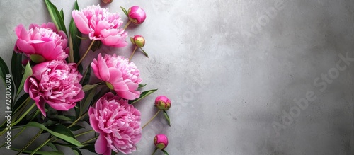 Fresh pink peonies on a gray textured background with space for text.