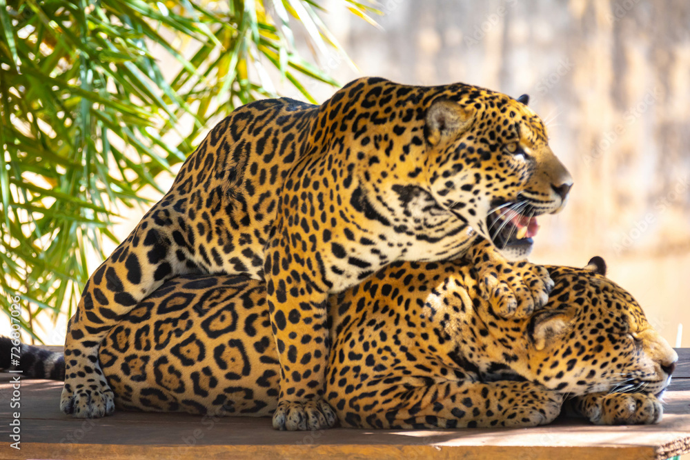 Naklejka premium South American jaguar (Panthera onca). Tropical feline 