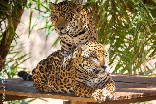 South American jaguar  Panthera onca . Tropical feline  on  a pintada 