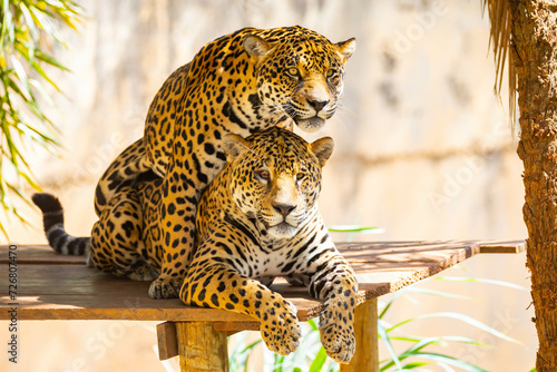 South American jaguar (Panthera onca). Tropical feline "onça pintada"