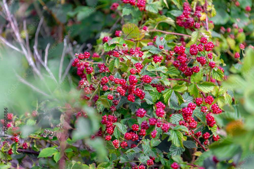 Selective focus of wild blackberries, Branches of red ripe blackberry in the forest, Rubus is a large and diverse genus of flowering plants in the rose family, Rosaceae, Health benefits of berries. Selective focus of wild blackberries, Branches of red ripe blackberry in the forest, Rubus is a large and diverse genus of flowering plants in the rose family, Rosaceae, Health benefits of berries.