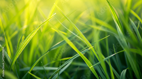 Close Up of Sunlit Green Grass Blades