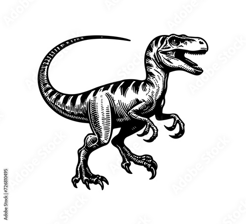 Fototapeta Naklejka Na Ścianę i Meble -  Velociraptor hand drawn vector dinosaur graphic