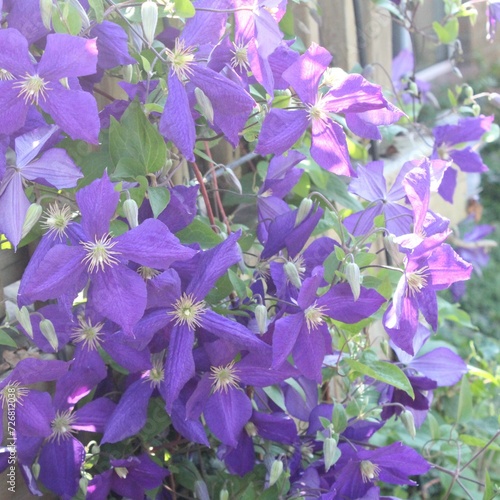 Many Purple Flowers in garden