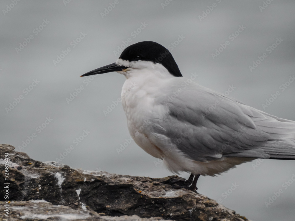 White-Fronted Tern on Rock White-Fronted Tern on Rock
