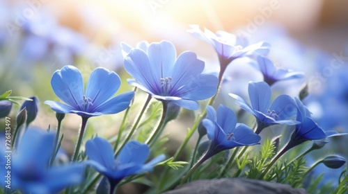 Vibrant blue anemone flowers illuminated by soft sunlight against a blurred natural background. © tashechka