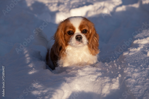 Cute dog, puppy in snow in winter. Cavalier King Charles Spaniel. pet in snowdrift