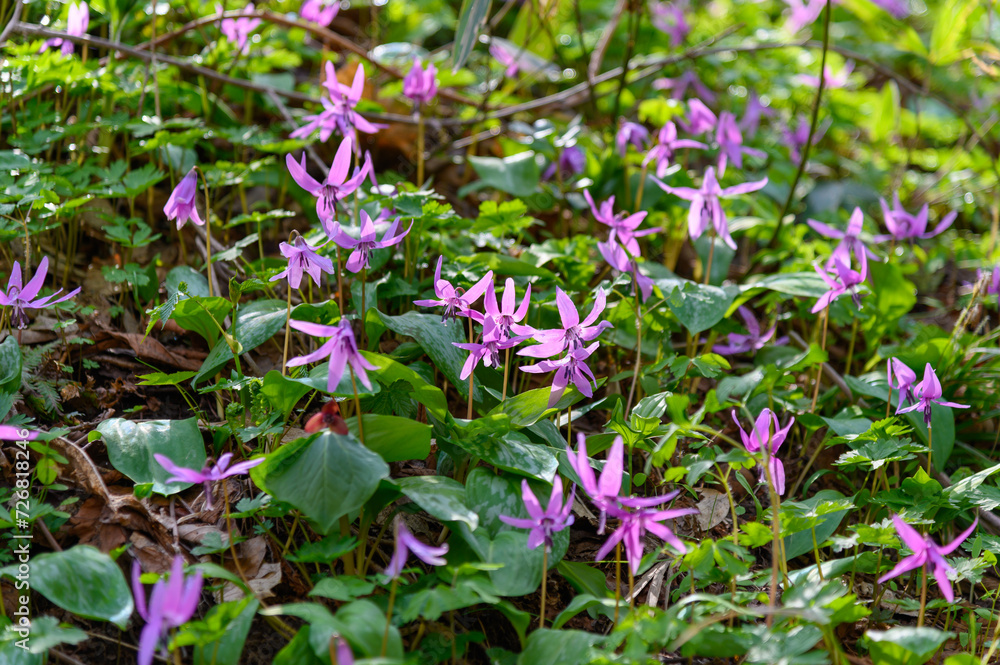 カタクリの花咲く山里 カタクリの花咲く山里